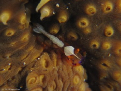 Shrimp - Perhentian, Malaysia by Eugene Lim 
